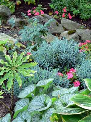 Garden Plants on Shade Plants All Sharing Blue Tinted Foliage