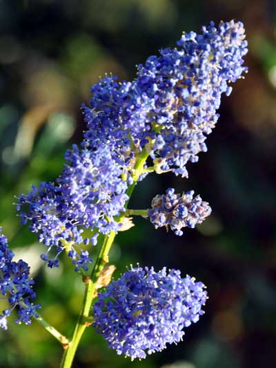 Photo of Ceanothus impressus 'Puget Blue'