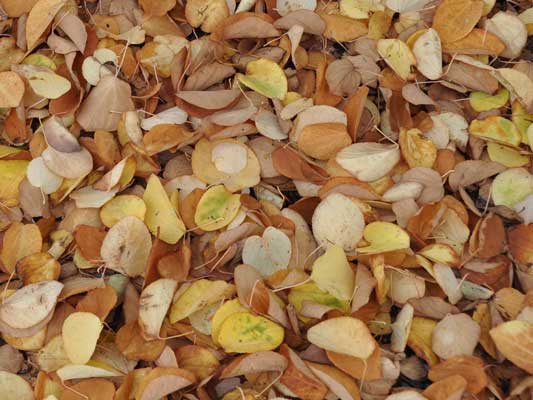 Photo of fallen leaves of Cercidiphyllum japonica