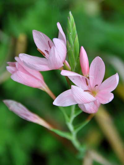 Photo of Hesperantha coccinea