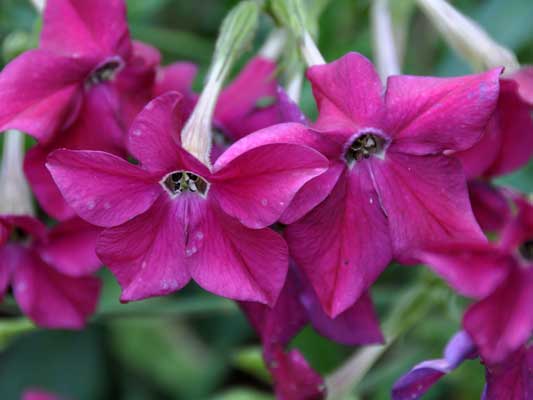 Photo of Nicotiana alata