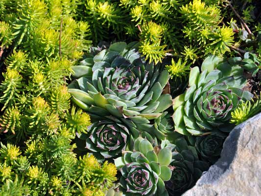 Photo of miscellaneous winter succulents