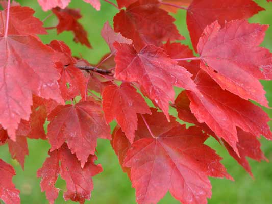 Photo of Acer rubrum 'Brandywine'