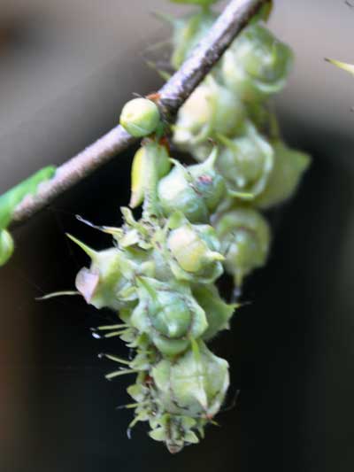 Photo of Corylopsis spicata