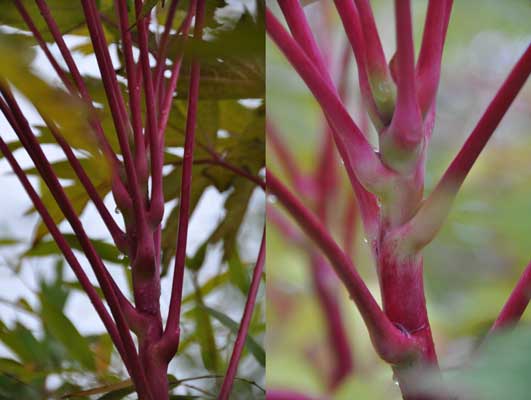 Photo of Paeonia lutea