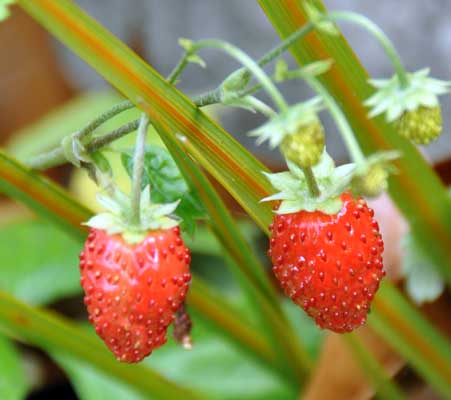 Photo of alpine strawberries