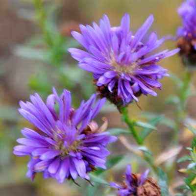 Photo of late aster flowers