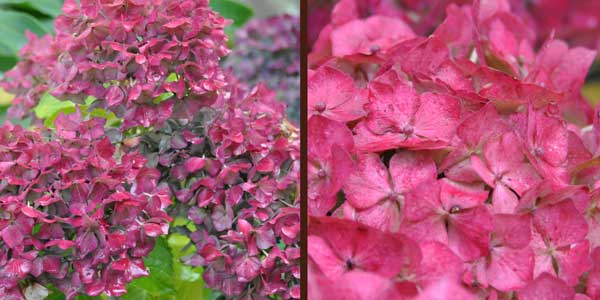 Photo of fading hydrangea flowers