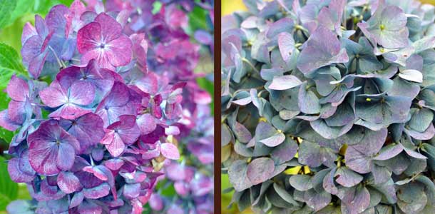 Photo of fading hydrangea flowers