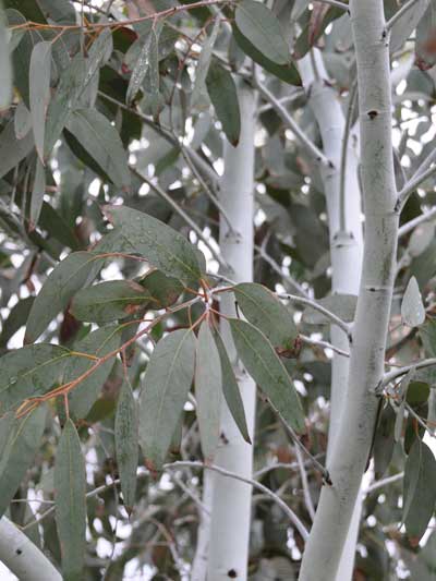 Photo of Eucalyptus