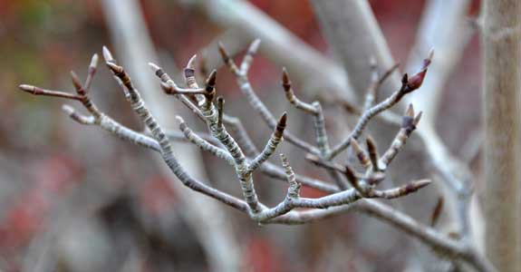 Photo of Cornus kousa "Snowboy"