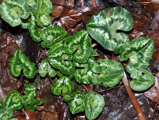 Photo of Cyclamen hederifolium