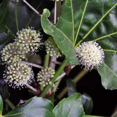 Photo of Fatsia japonica