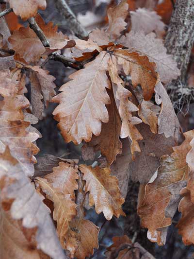 Photo of Quercus dentata
