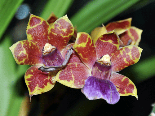 Photo of an orchid