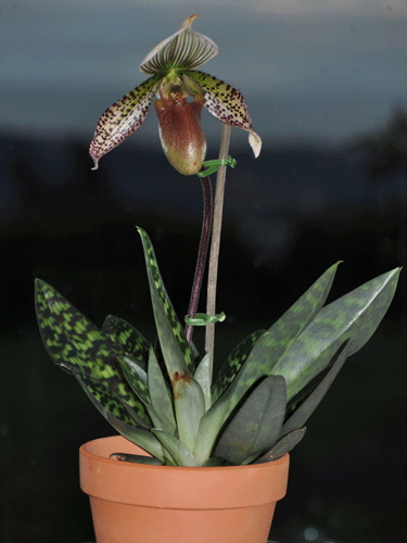 Photo of slipper orchid