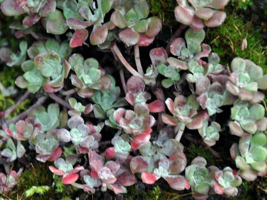Photo of Sedum spathulifolium "Cape Blanco"