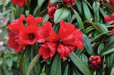 Rhododendron strigillosum photo