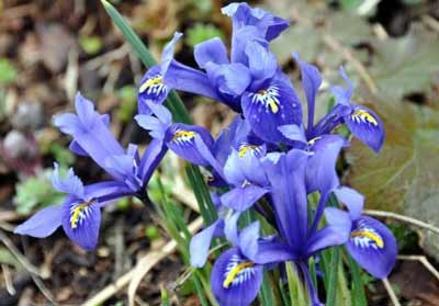 Iris reticulata photo