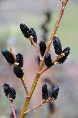 Salix gracilistyla var. melanostachys photo