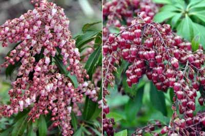 Two Pieris varieties