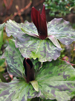 Trillium kurabayashi  photo