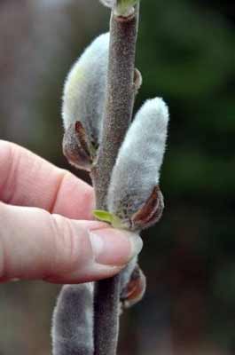 Pussywillow picture