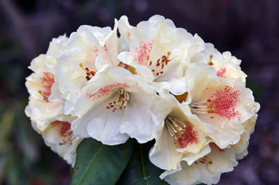 Photo of Rhododendron "Golden Wit" x "Berg's Yellow" x proteoides
