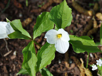 Photo of probable Trillium ovatum