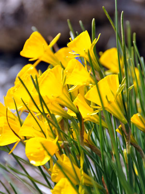 Narcissus bulbocodium photo