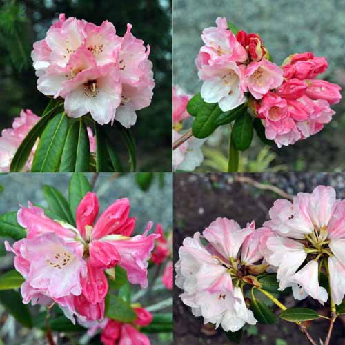 Four images of Rhododendron "Peppermint Patty" blossoms