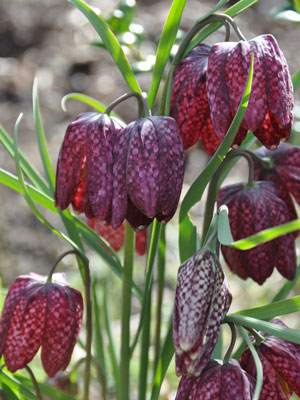 Fritlillaria meleagris photo