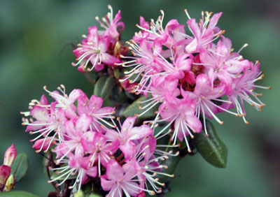 Rhododendron racemosum photo