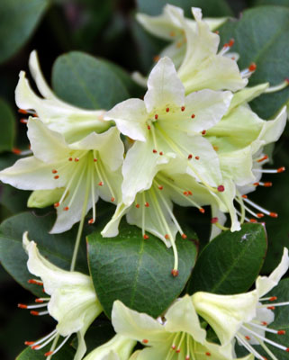 Rhododendron "Shamrock" photo