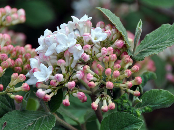 Viburnum carlesii photo