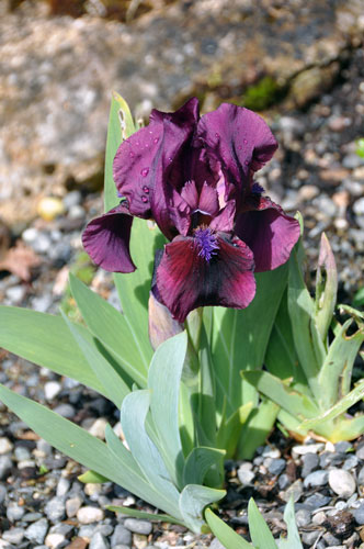 Iris pumila photo
