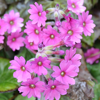 Primula kisoana photo