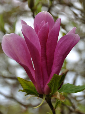Magnolia liliflora "Nigra" photo