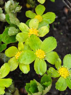 Hacquetia epipactus photo