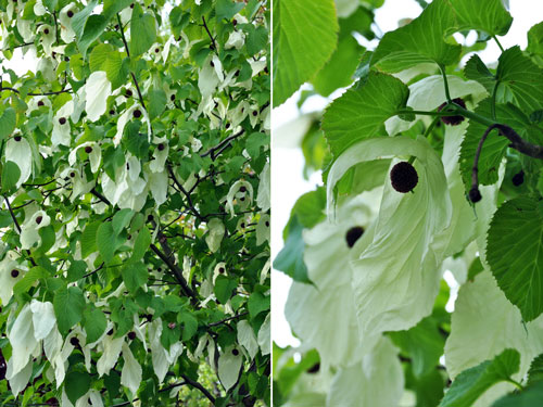 Davidia involucrata 'Sonoma'  photos