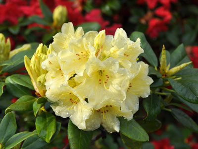 Rhododendron 'Crest' photo