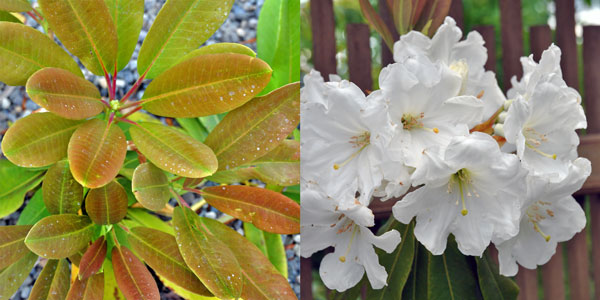 Rhododendron decorum photos