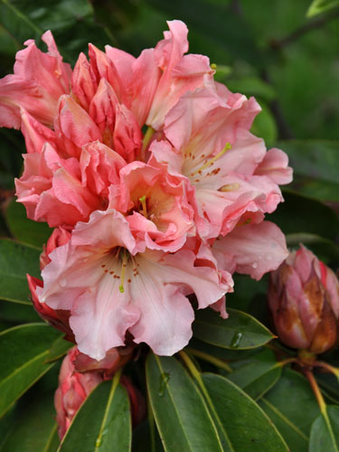 Rhododendron "Lem's 121" photo