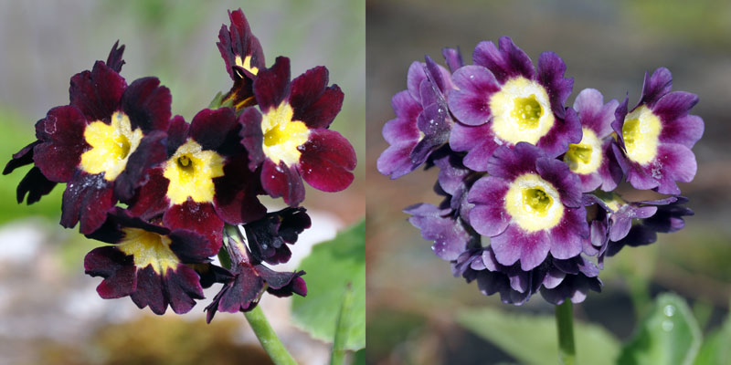 Two photos of Primula auricula