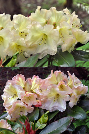 Two photos of Rhododendron "Odee Wright"