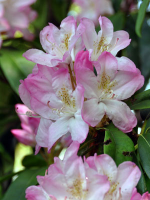 Photo of unknown rhododendron