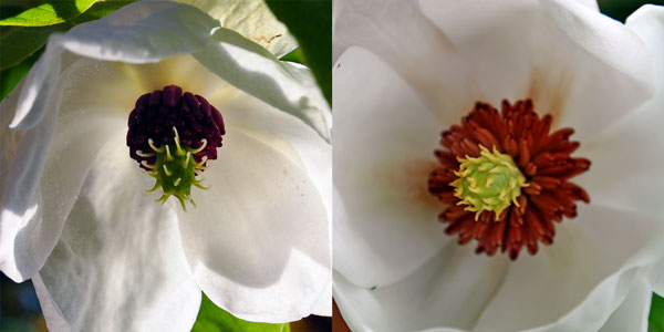 Photos of Magnolia wilsonii and Magnolia sieboldii flowers