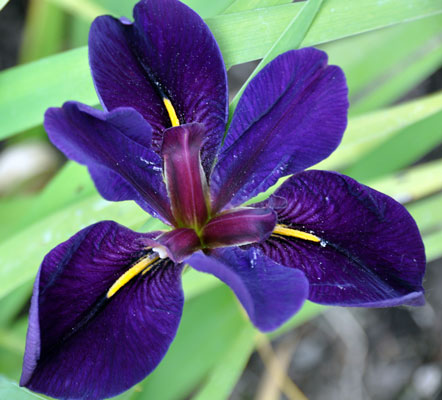 Photo of Iris louisiana 'Black Gamecock'