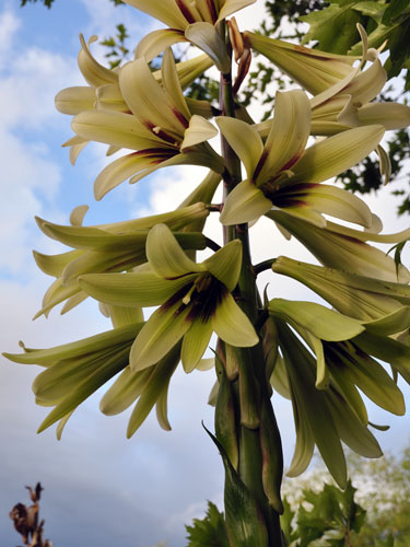 Photo of Cardiocrinum giganteum