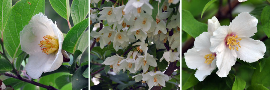 Photos of three white flowers from three different shrubs